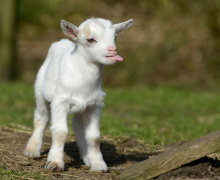 blep goat