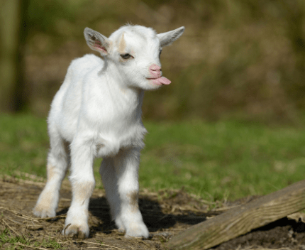 blep goat